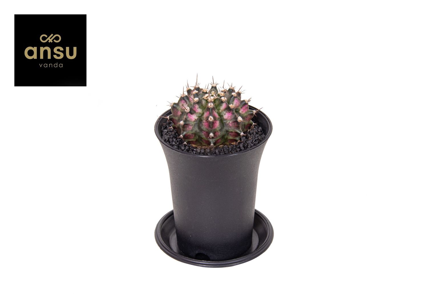 Gymnocalycium T-REX PINK  Plant Wholesale FlorAccess