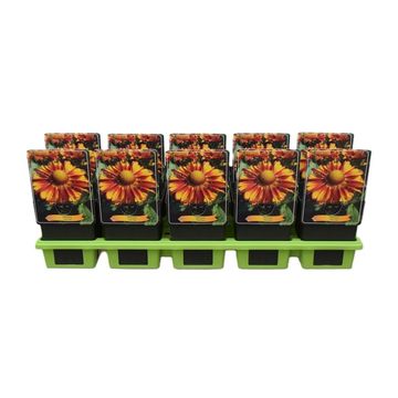 Helenium 'Can Can'