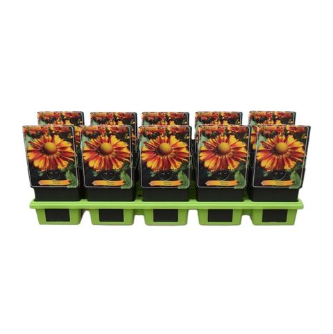 Helenium 'Can Can'