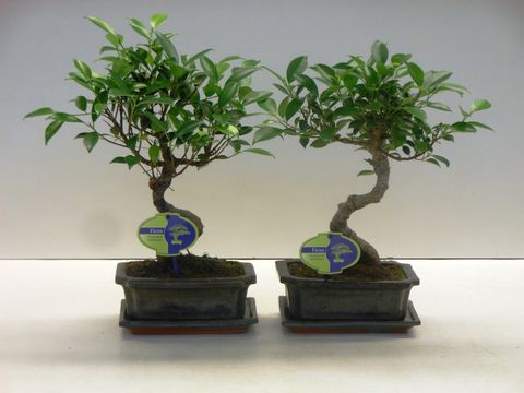Ficus microcarpa