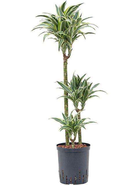 Dracaena fragrans 'Lemon Surprise'