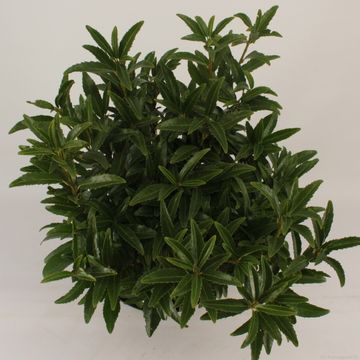 Prunus laurocerasus SOFIA