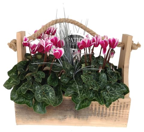 Arrangement Cyclamen