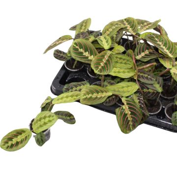 Maranta leuconeura 'Fascinator'