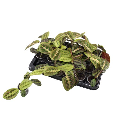 Maranta leuconeura 'Fascinator'