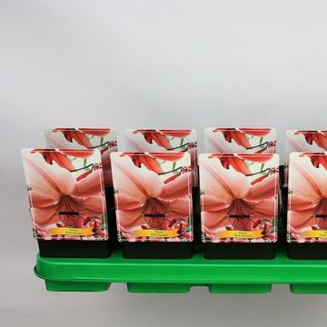 Lilium 'Pink Flavour'