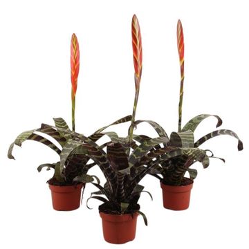 Vriesea 'Era'