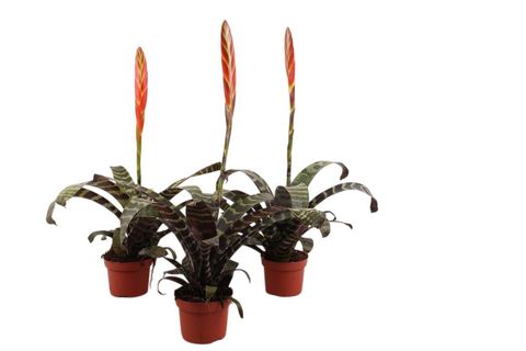 Vriesea 'Era'