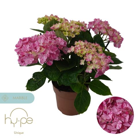 Hydrangea macrophylla 'Sweet Campino'