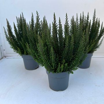 Calluna vulgaris SKYLINE HAVANNA