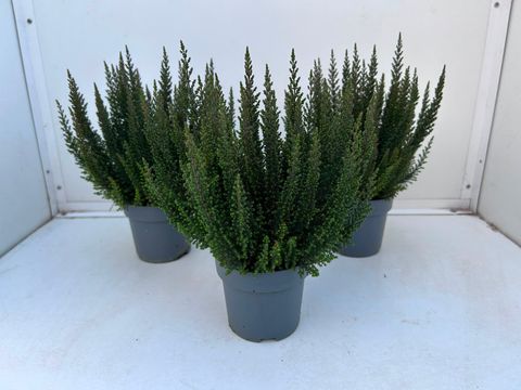 Calluna vulgaris SKYLINE HAVANNA