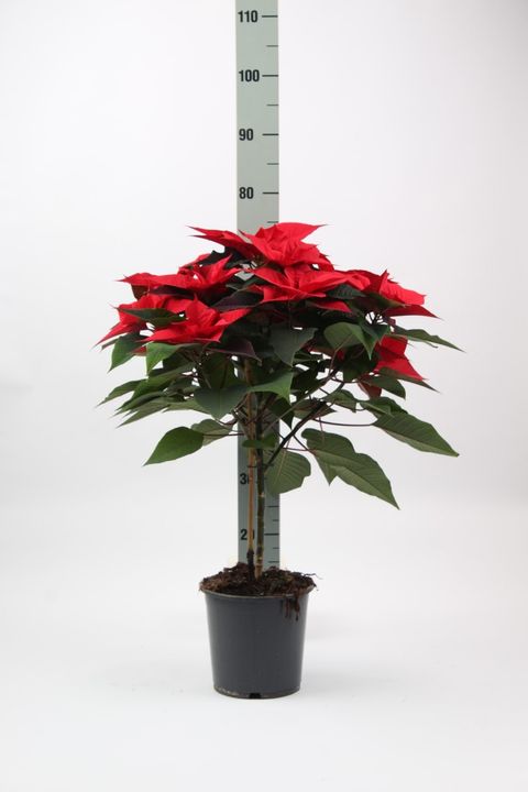 Euphorbia pulcherrima GRANDE ITALIA