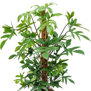 Philodendron pedatum