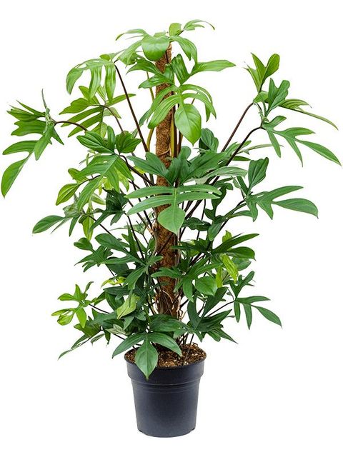 Philodendron pedatum