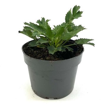 Eryngium x zabelii 'Биг Блю'