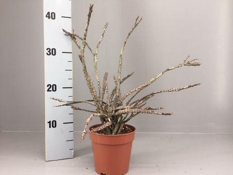Euphorbia platyclada