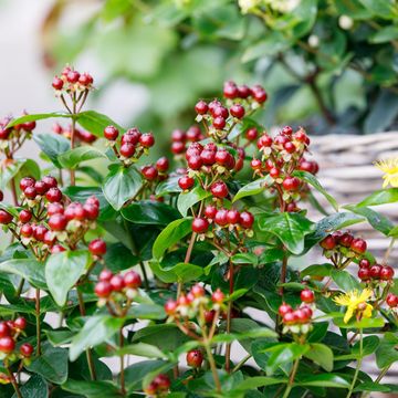 Hypericum MIRACLE NIGHT