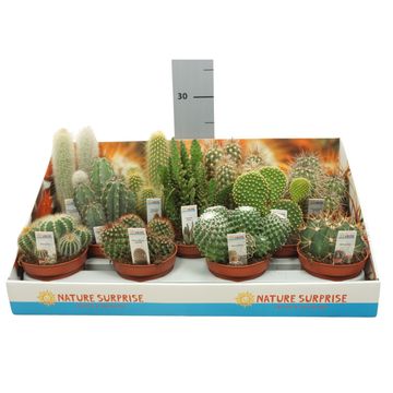 Cactus MIX