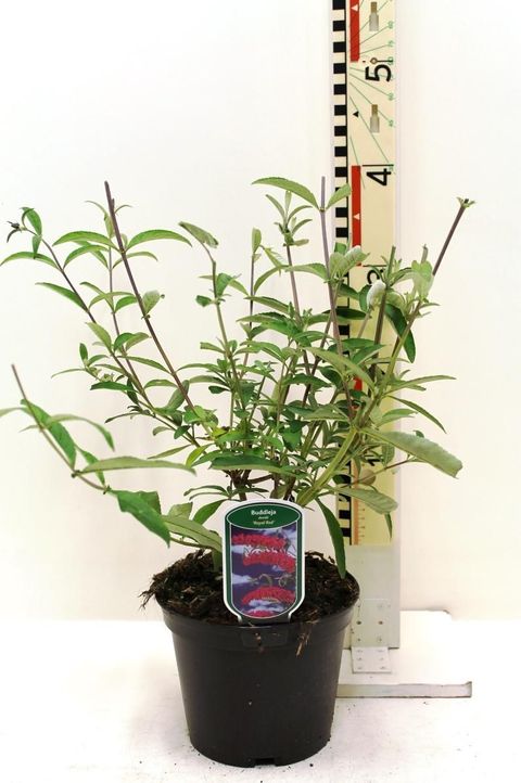 Buddleja davidii 'Royal Red'