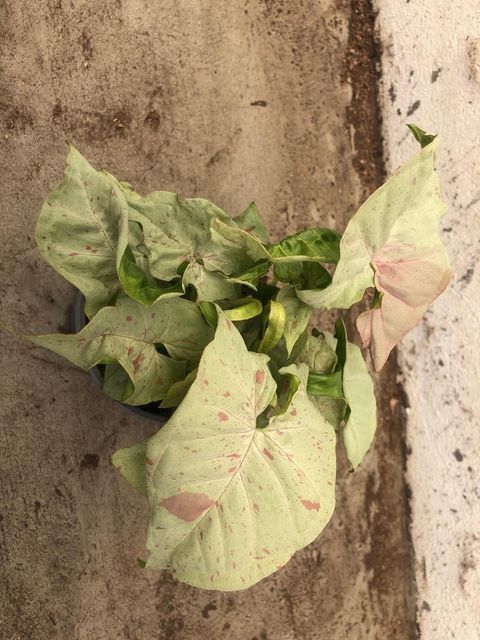 Syngonium MILK CONFETTI