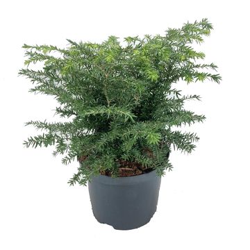 Tsuga canadensis 'Green Globe'