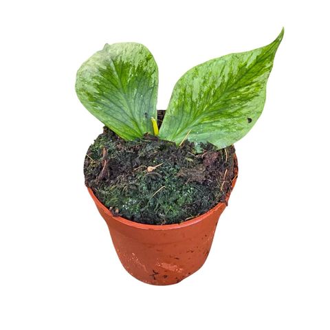 Hoya polyneura 'Broget'