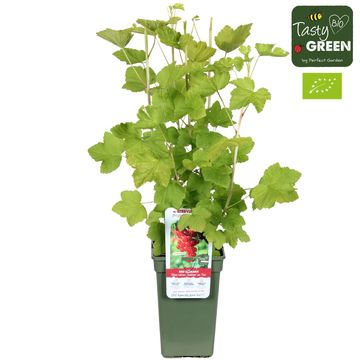 Ribes rubrum 'Jonkheer van Tets'