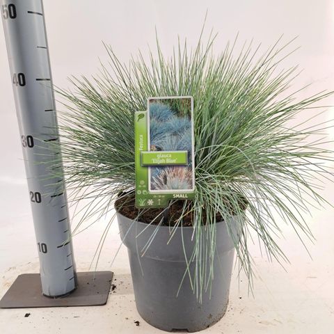 Festuca glauca 'Elijah Blue'