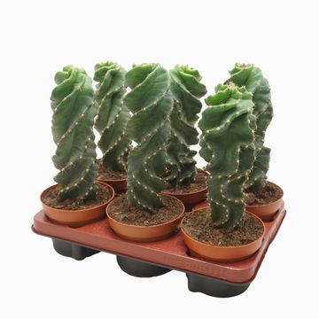 Cereus jamacaru 'Spiralis'