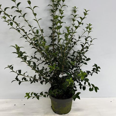 Osmanthus x burkwoodii