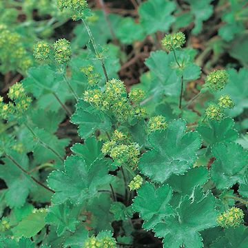 Alchemilla erythropoda