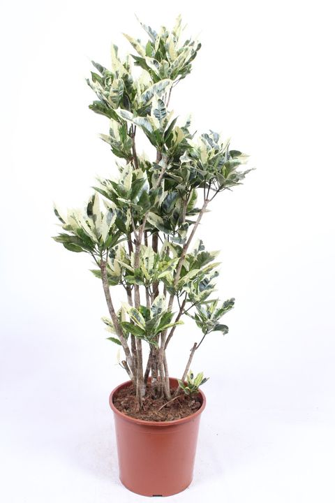 Codiaeum variegatum 'Tamara'