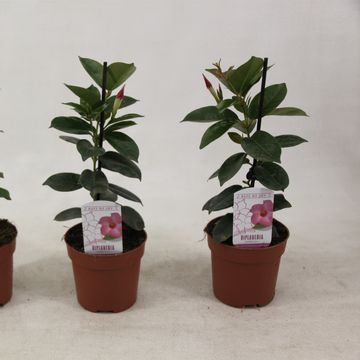 Mandevilla RIO HOT PINK