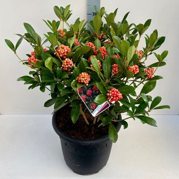 Skimmia japonica 'Temptation'