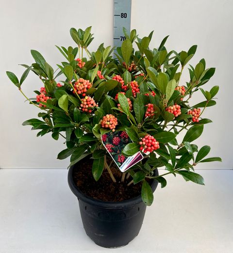 Skimmia japonica 'Temptation'