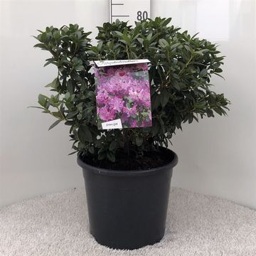 Rhododendron 'Praecox'