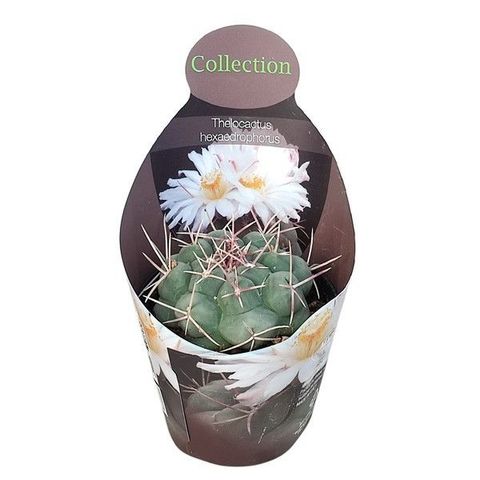 Thelocactus hexaedrophorus