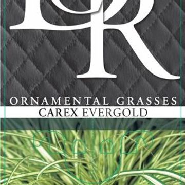Carex oshimensis 'Evergold'
