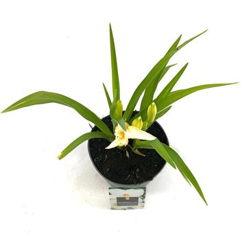 Hemerocallis 'Gentle Shepherd'