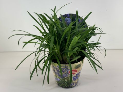 Agapanthus SUMMER LOVE BLUE