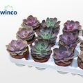 Echeveria MIX