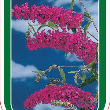 Buddleja davidii 'Royal Red'