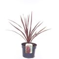 Cordyline australis 'Red Star'