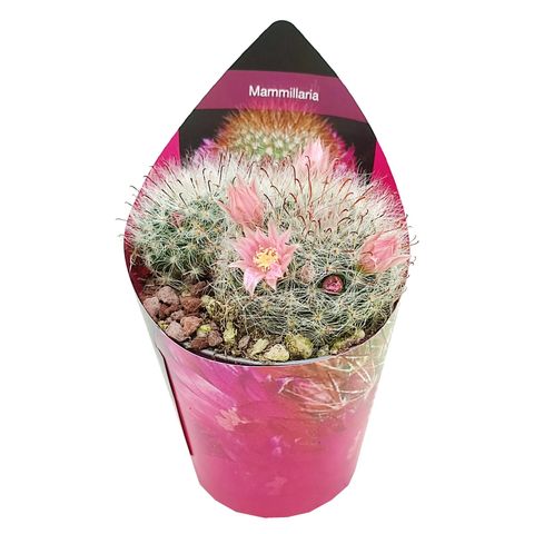 Mammillaria bocasana