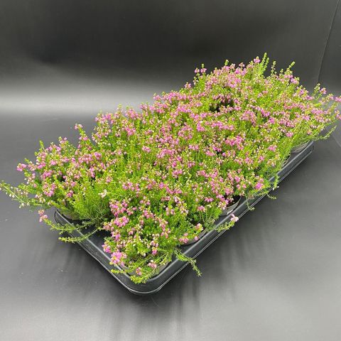 Erica cinerea