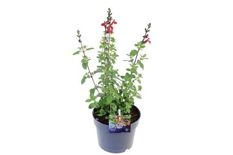 Salvia microphylla 'Salvinio True Red'