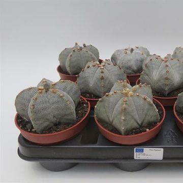 Astrophytum myriostigma