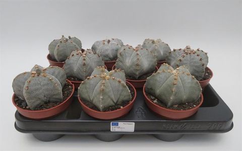 Astrophytum myriostigma