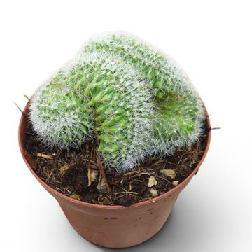 Mammillaria ernestii cristata