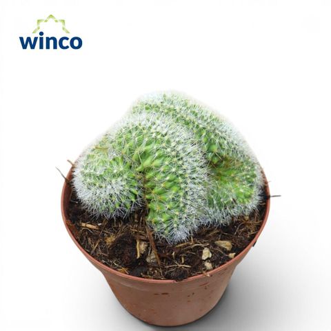 Mammillaria ernestii cristata
